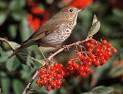 Vermont State Bird - Hermit Thrush