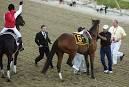 USATODAY.com - Barbaro pulls up lame at Preakness start as ...