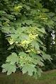 Acer saccharum - Wikipedia, the free encyclopedia