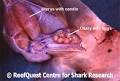 Internal Fertilization | RM.