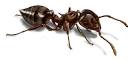 Acrobat Ant Treatment, Identification &amp; Information