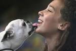 Makenna Wilson, 13, of Olympia gets a kiss from her Boston terrier, Roxy, ... - 01roxymakennawilson3