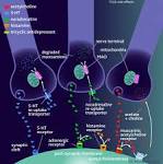 Differences between tricyclic antidepressants and SNRIs mechanism ...