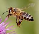Honey bees `self-medicate' when infected with pathogens | TopNews