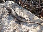 File:Sceloporus occidentalis longipes - Great Basin Fence Lizard ...