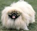 PEKINGESE. About PEKINGESEs