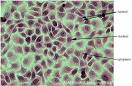 <b>cell</b> culture