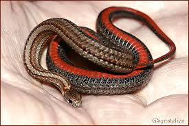 Red Belly Snake by *UffdaGreg on deviantART - Red_Belly_Snake_by_UffdaGreg