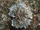 A lichen - Parmelia saxatilis - via Daymix