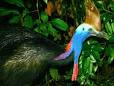 Daintree Rainforest | Latitude Travel ServicesHTML Online Editor Sample