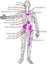The Anatomy of the Immune System