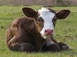 Calf - Wikipedia, the free encyclopedia