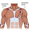 How to Build Chest Muscles For Hardgainers | Skinny to Muscle
