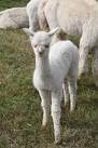Funny how baby animals look so - via Daymix