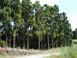 File:<b>Cryptomeria</b>-Saint-Gilles.