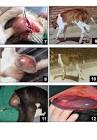 Surgery for Malformations in Ruminants