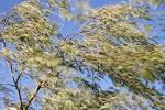 File:Blowing wind.jpg - Wikimedia Commons