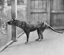 EXTINCT SPECIES: Man claims to have purchased Tasmanian tiger pelt ...