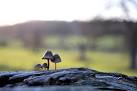 TL8162 : Mini mushrooms in - via Daymix