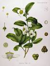 Comparing TEA to WINE | TEA LOVER'S NEWS