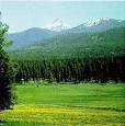 coniferous