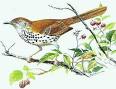Georgia State Bird Brown Thrasher Toxostoma rufum