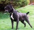 Cane CORSO Mastiff: Best Guard Dog