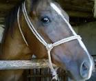 Arabian horse head public - via Daymix