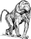 Baboon coloring page