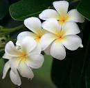 the most beautiful flower in the world