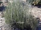 Euphorbia antisyphilitica ( Candelilla ) | Image Gallery #