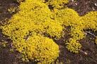 Biting stonecrop (Sedum acre). A large area of this flower can be seen on - via Daymix