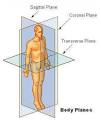 Human Anatomy &amp; Physiology at Free-