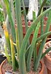 File:<b>Sansevieria</b> singularis 1.