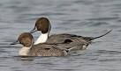 Wetlands dabbling ducks
