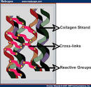 Where And How Are Collagen Molecules Cross Linked
