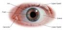 <b>Eye injuries</b>