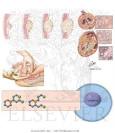 Cyclophosphamide and Ifosfamide - Netter Medical Illustrations