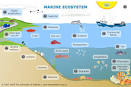 Marine ecosystem | Sciencelearn Hub