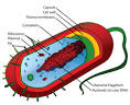 Example of a Prokaryotic Cell