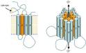 GABAA receptor - Wikipedia, the free encyclopedia