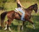 Indiana Horses For Sale in Indiana Horse