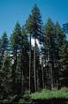 Douglas Fir
