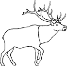 Caribou coloring page