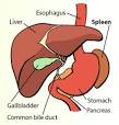 A <b>splenectomy</b> is an operation