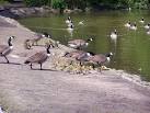 Family Outing. A family using the local facilities - via Daymix