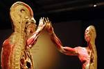 Bodies Revealed   Bodies Revealed Image Gallery   Bodies Revealed