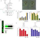Phenotypic Landscape of a Bacterial Cell 10.1016/j.cell.2010.11 ...