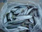 FRESH FROZEN INDIAN MACKEREL FISH products, buy FRESH FROZEN ...