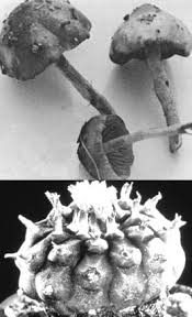 Psilocybin mushrooms and peyote cactus are plants that people have used to 